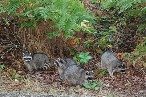 Raccoon Family Photograph by Mary Griffin - Fine Art America