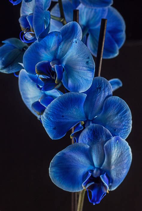 Wallpaper Beautiful Orchid Flowers Pictures - Download Free Mock-up