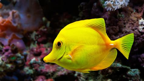 Fish Wallpapers | Best Wallpapers