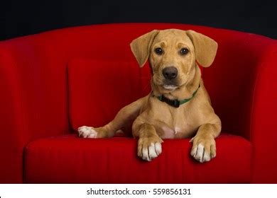 Lab Mix Puppy Red Stock Photo 559856131 | Shutterstock