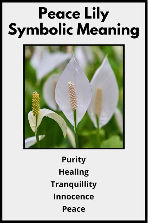 Peace Lily Flower Meaning & Symbolism (Virtue & Hope)