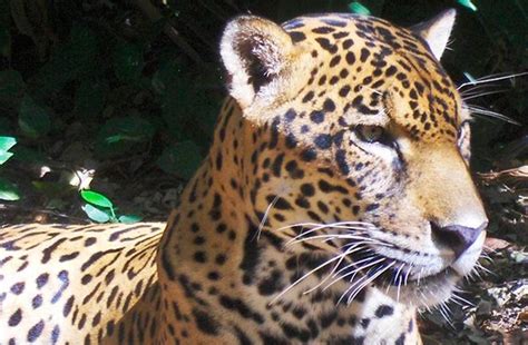 The Jaguar Project :: Jaguar Conservation Team