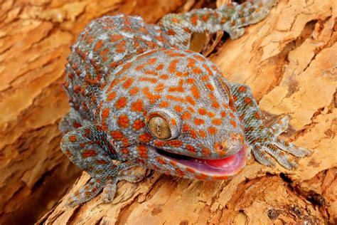 Everglades Reptile Spotlight: Tokay Gecko - Captain Mitch's * Everglades Airboat rides