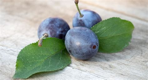 Plum tree treatments, most common diseases and pests of this fruit tree ...