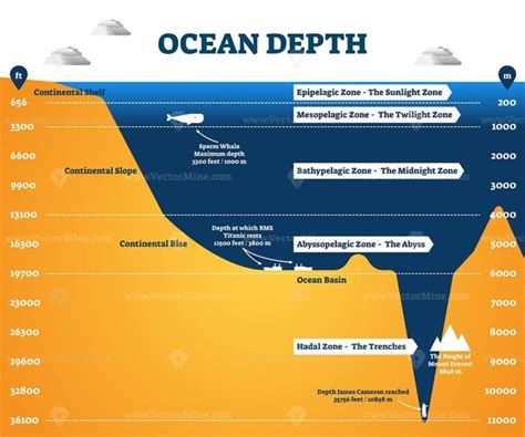 Ocean depth zones infographic, vector illustration labeled diagram ...