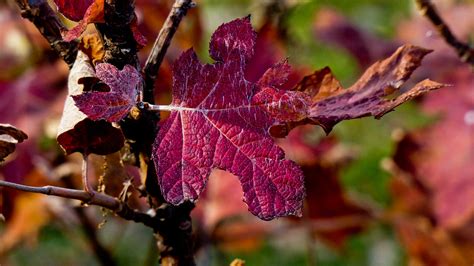 Red Leaf Fall Color Free Stock Photo - Public Domain Pictures