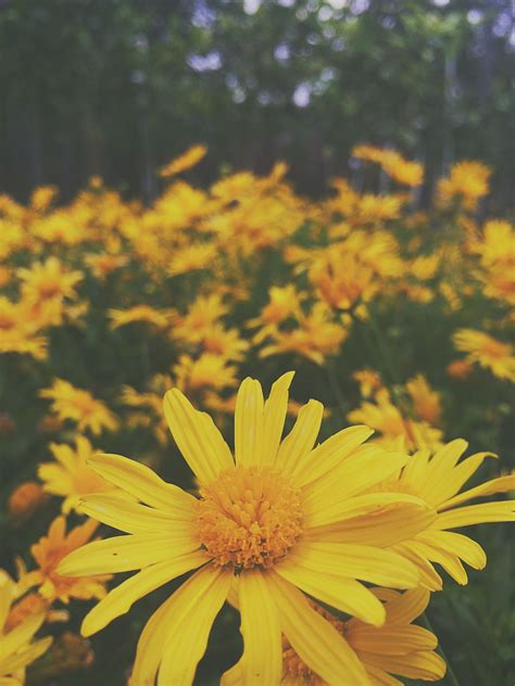 iPhone Yellow Flower Wallpapers - Wallpaper Cave