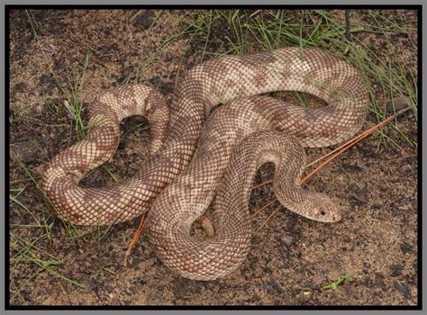 florida snakes identification pictures – types of snakes – Genertore2