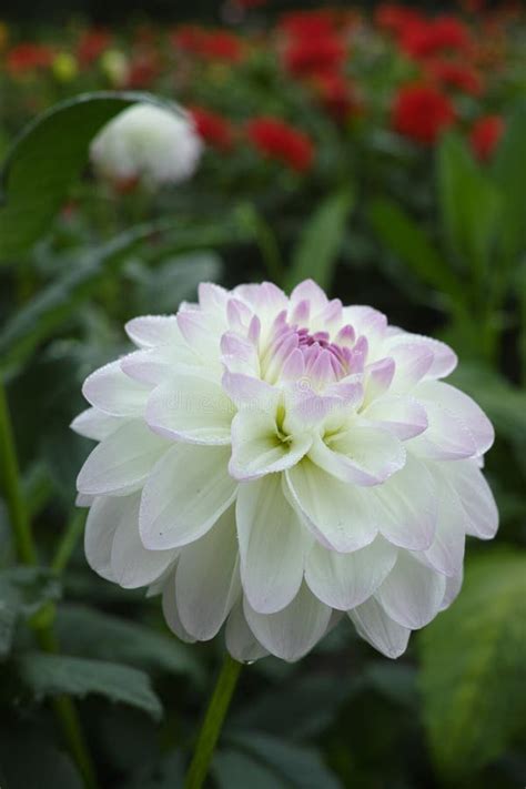 White Dahlia Flower, Beautiful Bouquet or Decoration from the Ga Stock Photo - Image of fresh ...