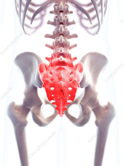 Human sacrum pain, illustration - Stock Image - F016/8547 - Science Photo Library