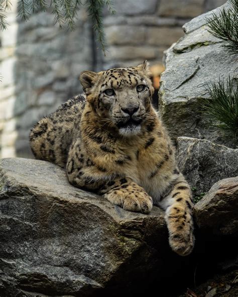 Leopard Lying on Gray Rock · Free Stock Photo