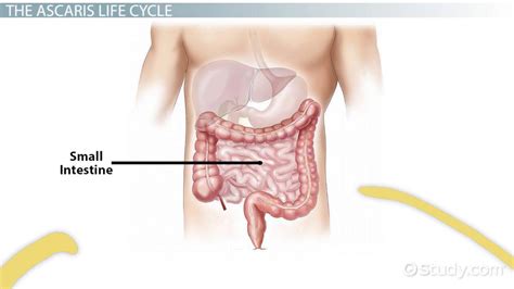 Life Cycle of the Ascaris Lumbricoides - Video & Lesson Transcript ...