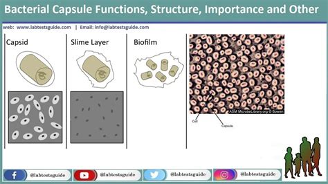 Bacterial Capsule Functions, Structure, Importance and Other