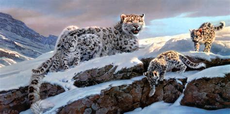 Snow Leopard Winter 4K Wallpaper, HD Animals 4K Wallpapers, Images and Background - Wallpapers Den