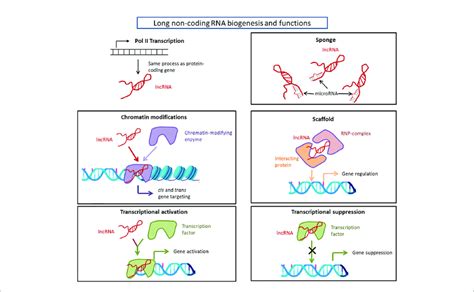 | Long non-coding RNA biogenesis and functions. Long non-coding RNAs ...