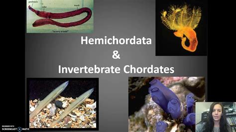 Examples Of Hemichordata