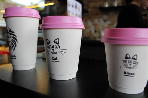 The Cat Cafe Purrth | Perth Underground