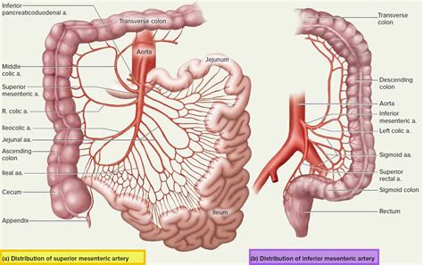 Mesenteric artery anatomy, function, branches & mesenteric artery ischemia