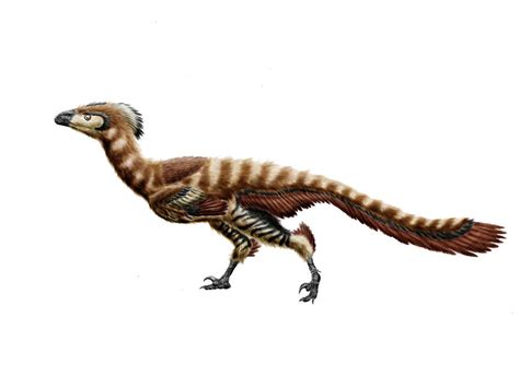 Troodon formosus