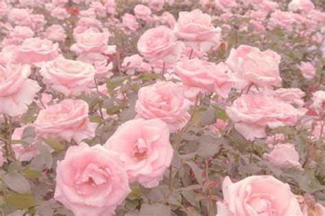 Imagem de pink, flowers, and rose Aesthetic Roses, Pastel Pink ...