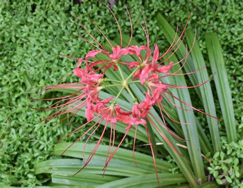 Lycoris radiata (Equinox Flower, Hurricane Lily, Naked Lily, Red Magic ...