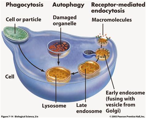 Lysosome