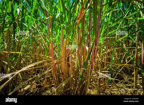 Sugar cane plantation in Brazil Stock Photo - Alamy