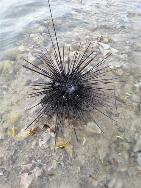 Landak Laut In English : Landak laut tersebar di sepanjang daerah intertidal pantai yang. - twogetsz