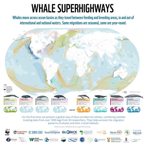 Map of whale migration ‘highways’ could help save them – The Viking Ship