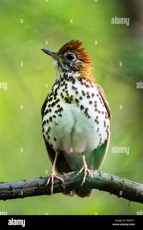 Wood thrush in spring woodland habitat Stock Photo - Alamy