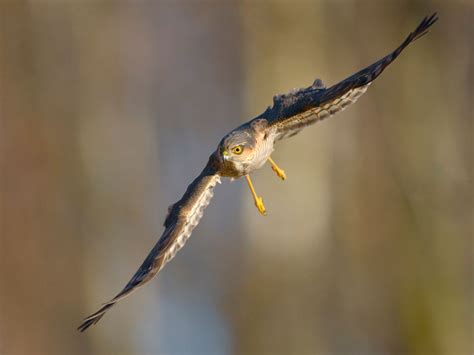 Sparrowhawk Hunting (Behaviour, Prey, Techniques + FAQs) | Birdfact