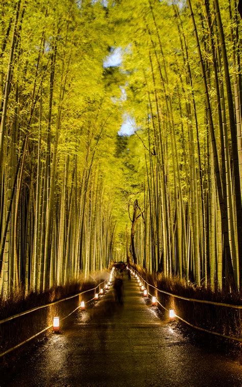 Earth - A Wonderful World: Bamboo Forest, Japan