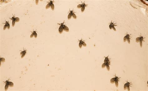 How To Get Rid Of Drain Flies At Home