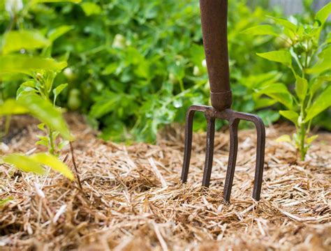 6 Ways To Use Straw In Your Garden - Backyard Boss