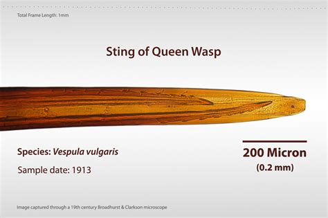 File:Sting of Queen Wasp.jpg - Wikimedia Commons