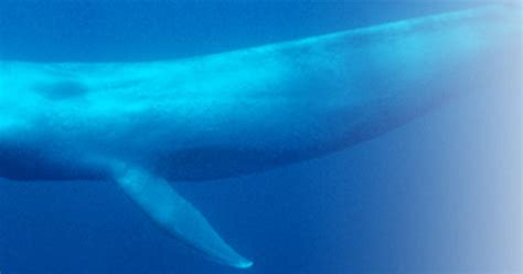 Antarctic blue whales and fin whales: acoustic program — Australian Marine Mammal Centre