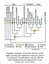 Evolution and function of strigolactone / karrikin receptors | Plant Science Today