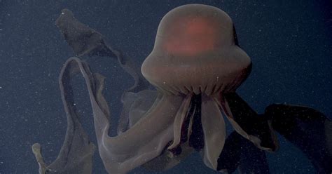 Rare Photos of Giant Phantom Jellyfish from 3,200 Feet Under the Sea | PetaPixel