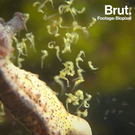 Incredible images of seahorse giving birth | Brut.