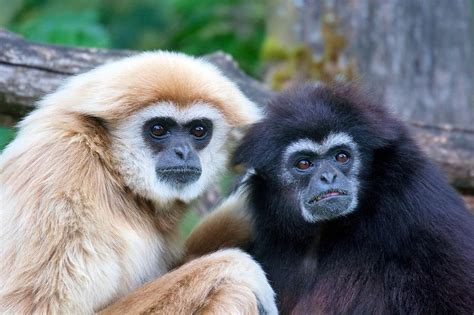 Gibbon - A-Z Animals