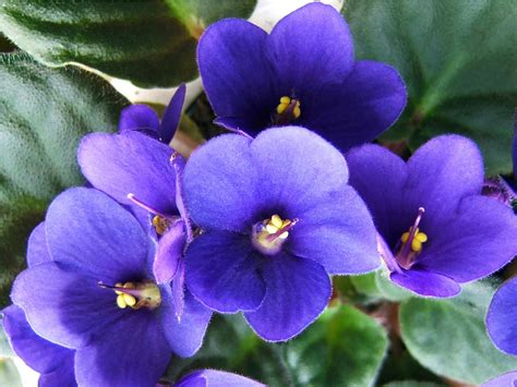 Saintpaulia ionantha (African Violet) | World of Flowering Plants