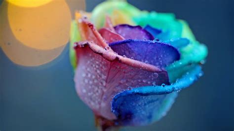 Rainbow Roses Wallpaper (48+ images)