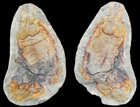 3.9" Triassic Fossil Fish In Nodule (Pos/Neg) - Madagascar (#53659) For ...