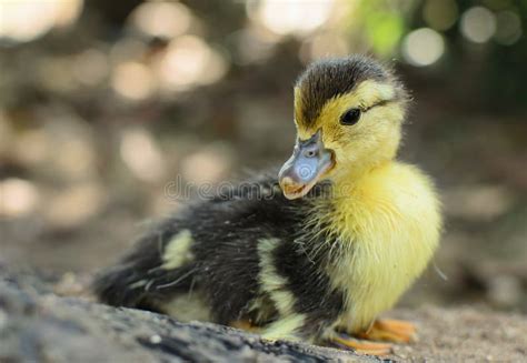 Baby ducks in a pond stock photo. Image of swim, animals - 297018