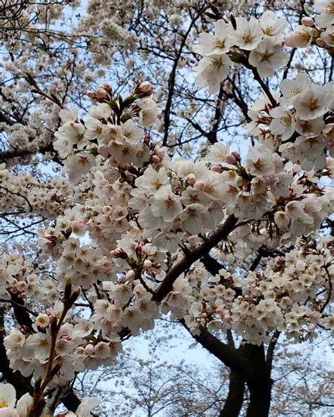 Cherry Blossums, Fussa, Tokyo : r/japanpics