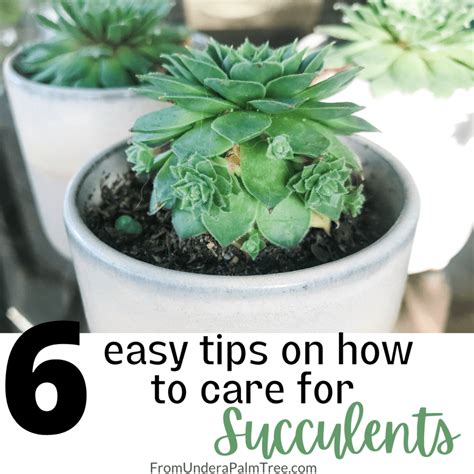 6 Easy Tips on How to Care for Succulents > From Under a Palm Tree