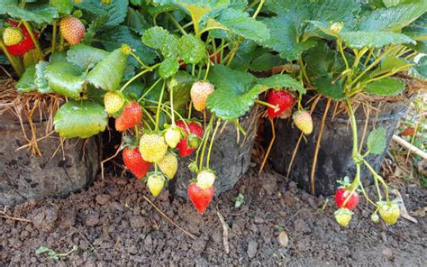 6 Cara Merawat Tanaman Strawberry Agar Cepat Berbuah | Bibit Buahku