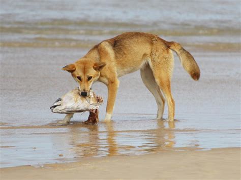 Fraser Island considers cull of visitor numbers after dingo attacks | The Courier Mail