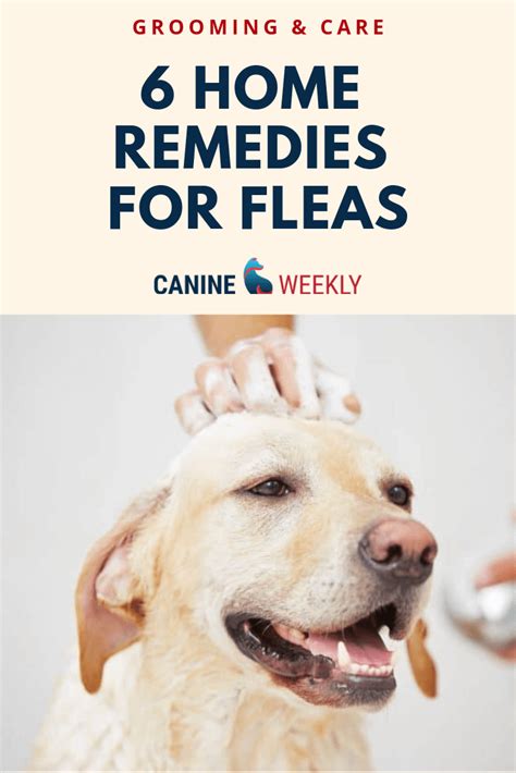 Home Remedies For Killing Fleas On Dogs