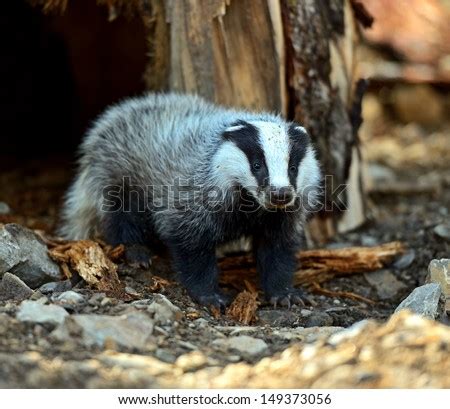 Badger In Their Natural Habitat Stock Photos, Images, & Pictures | Shutterstock